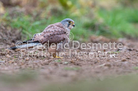 Kestrel 84 (Falco tinnunculus)