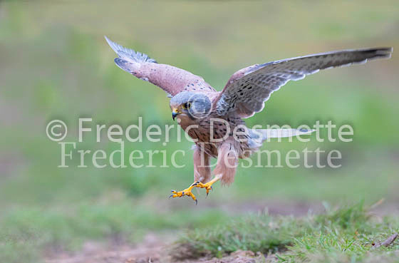Kestrel 73 (Falco tinnunculus)