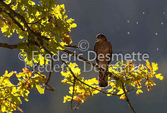 Sparrowhawk 106 (Accipiter nisus)