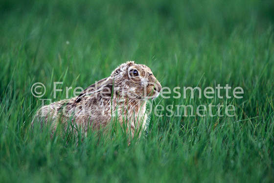 Brown hare 54 (Lepus europaeus)