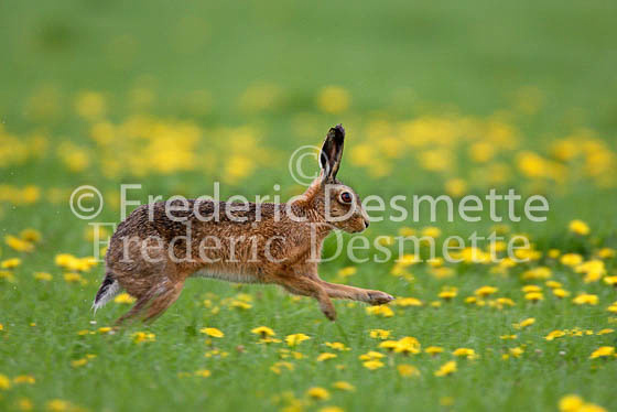 Brown hare 20 (Lepus europaeus)