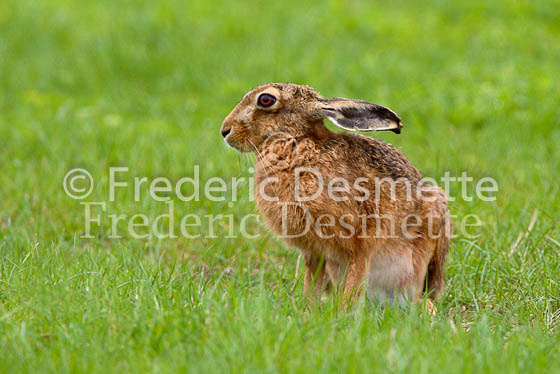 Brown hare 6 (Lepus europaeus)