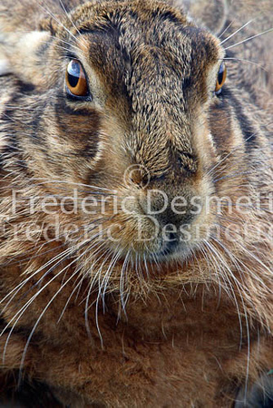 Brown hare 62 (Lepus europaeus)