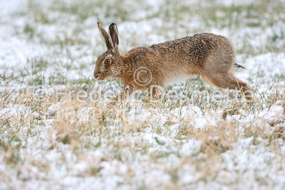 Brown hare 66 (Lepus europaeus)