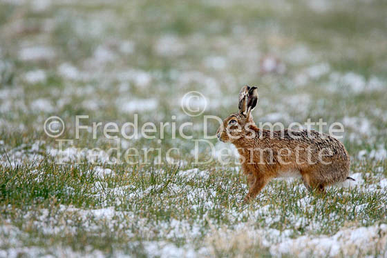 Brown hare 64 (Lepus europaeus)