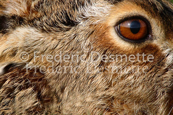 Brown Hare 1 (Lepus europaeus)