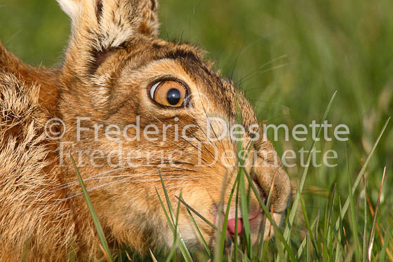 Brown hare 14 (Lepus europaeus)
