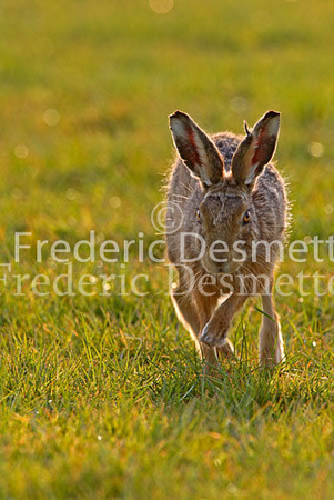Brown hare 24 (Lepus europaeus)