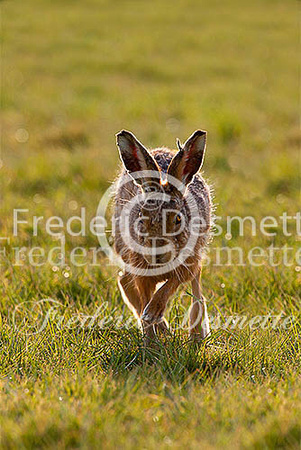Brown hare 625 (Lepus europaeus)