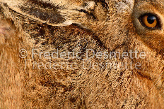 Brown hare 15 (Lepus europaeus)