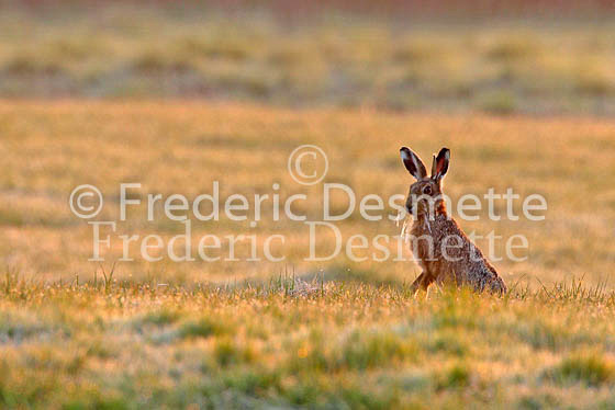 Brown hare 30 (Lepus europaeus)