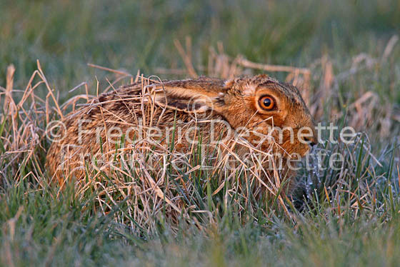 Brown hare 32 (Lepus europaeus)