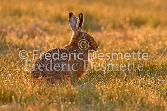 Brown hare 34 (Lepus europaeus)