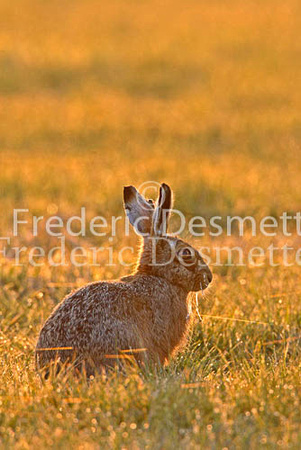 Brown hare 35 (Lepus europaeus)