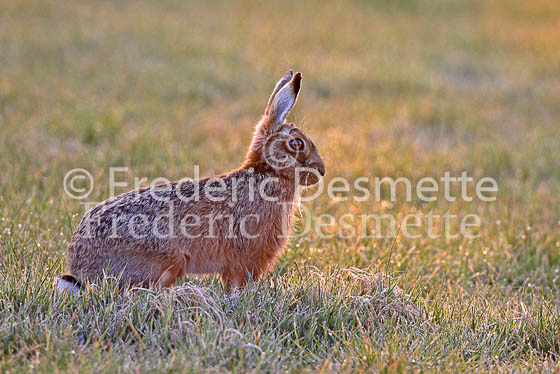 Brown hare 37 (Lepus europaeus)
