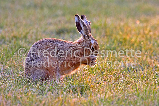 Brown hare 40 (Lepus europaeus)