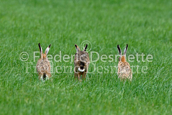Brown hare 57 (Lepus europaeus)