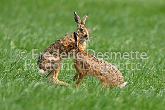 Brown hare 13 (Lepus europaeus)