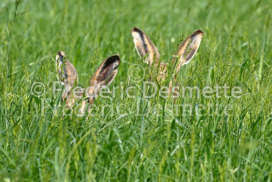 Brown hare 49 (Lepus europaeus)