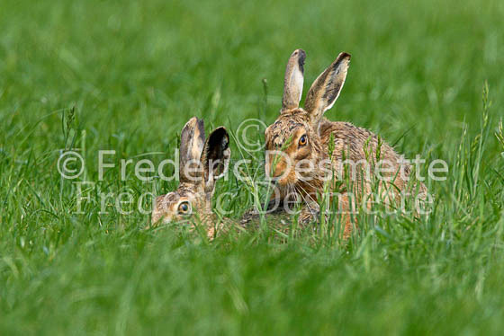 Brown hare 68 (Lepus europaeus)