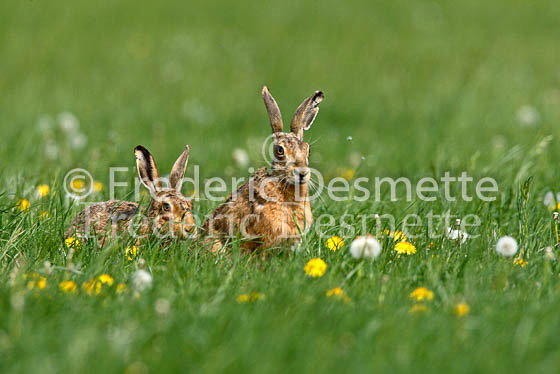 Brown hare 48 (Lepus europaeus)