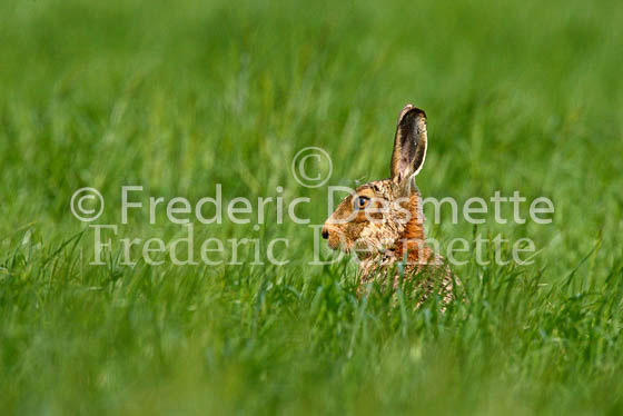 Brown hare 52 (Lepus europaeus)