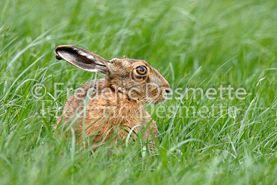 Brown hare 51 (Lepus europaeus)