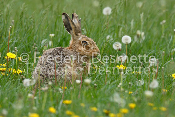 Brown hare 12 (Lepus europaeus)