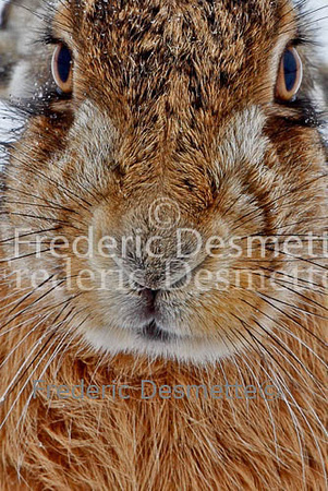 Brown Hare 149 (Lepus europaeus)