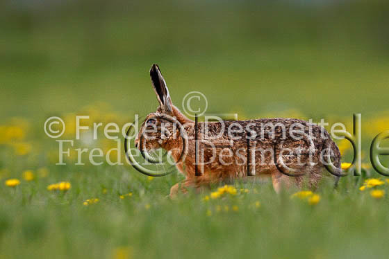 Brown hare 230 (Lepus europaeus)