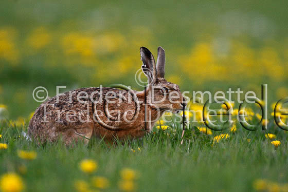 Brown hare 226 (Lepus europaeus)