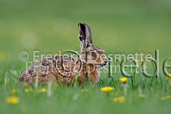 Brown hare 227 (Lepus europaeus)