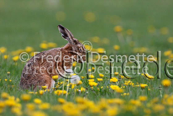 Brown hare 231 (Lepus europaeus)