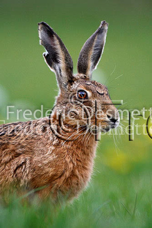 Brown hare 233 (Lepus europaeus)