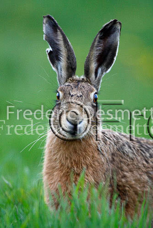 Brown hare 234 (Lepus europaeus)