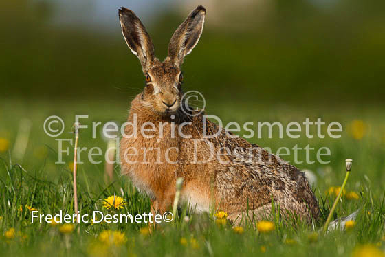 Brown hare 239 (Lepus europaeus)