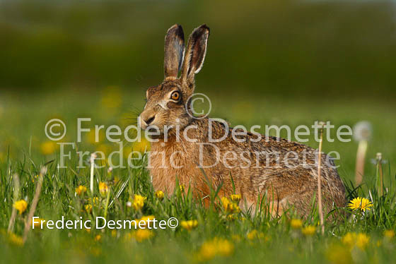 Brown hare 240 (Lepus europaeus)