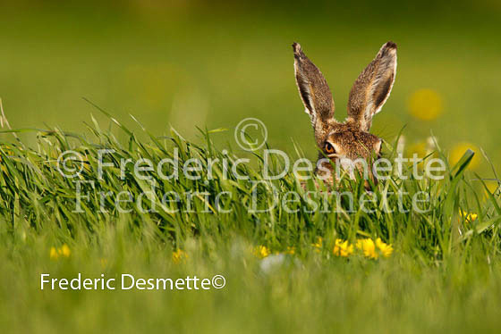Brown hare 236 (Lepus europaeus)