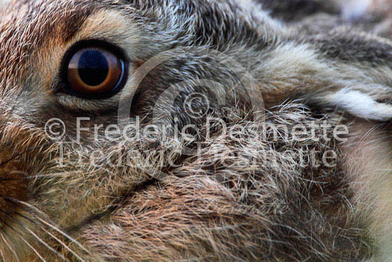 Brown hare 312 (Lepus europaeus)
