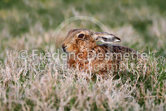 Brown hare 285 (Lepus europaeus)