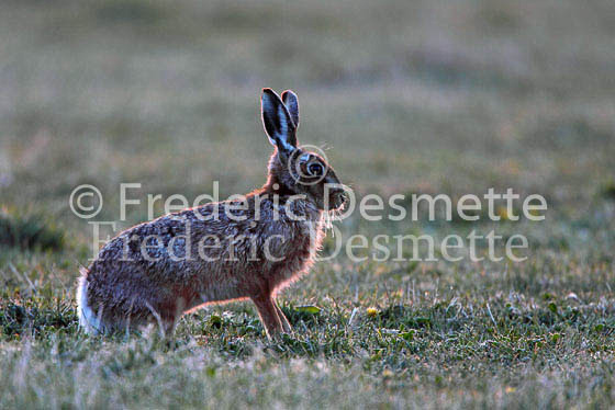 Brown hare 306 (Lepus europaeus)