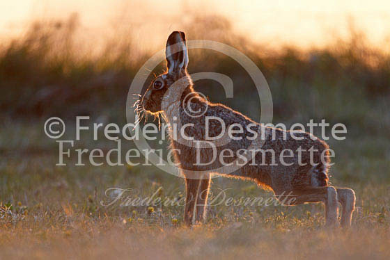 Brown hare 308 (Lepus europaeus)