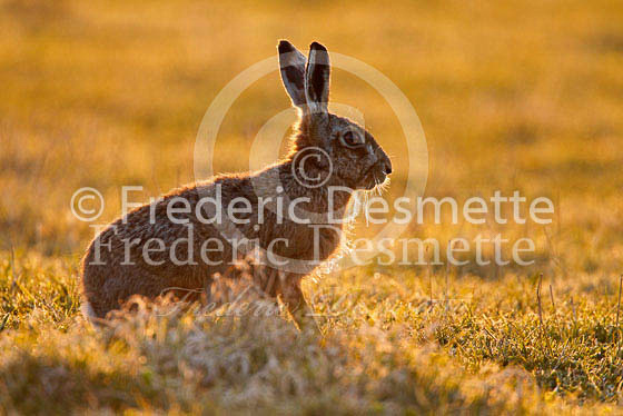 Brown hare 307 (Lepus europaeus)