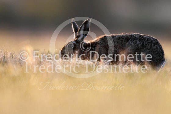 Brown hare 303 (Lepus europaeus)