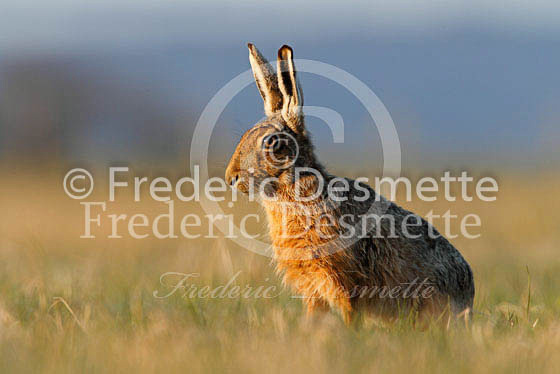 Brown hare 301 (Lepus europaeus)