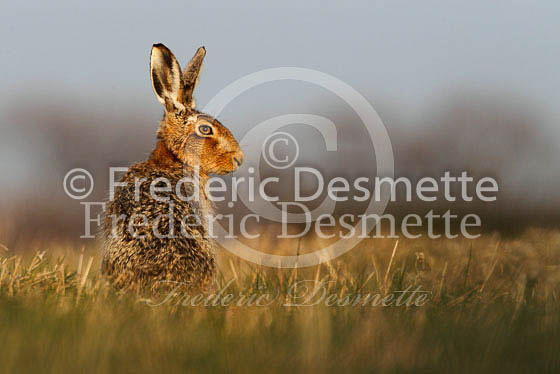 Brown hare 300 (Lepus europaeus)