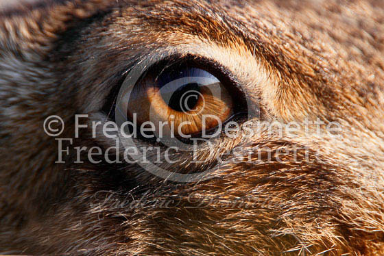 Brown hare 250 (Lepus europaeus)