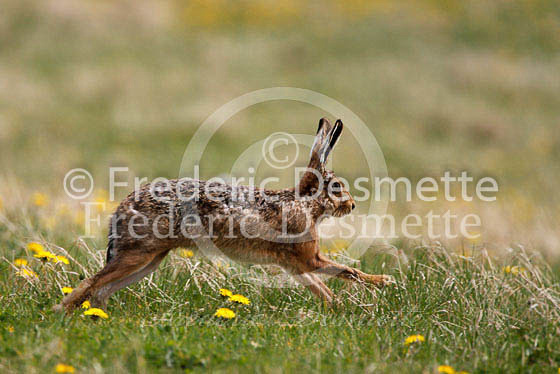 Brown hare 284 (Lepus europaeus)