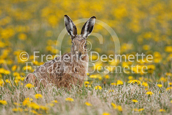 Brown hare 258 (Lepus europaeus)