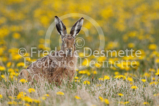 Brown hare 259 (Lepus europaeus)